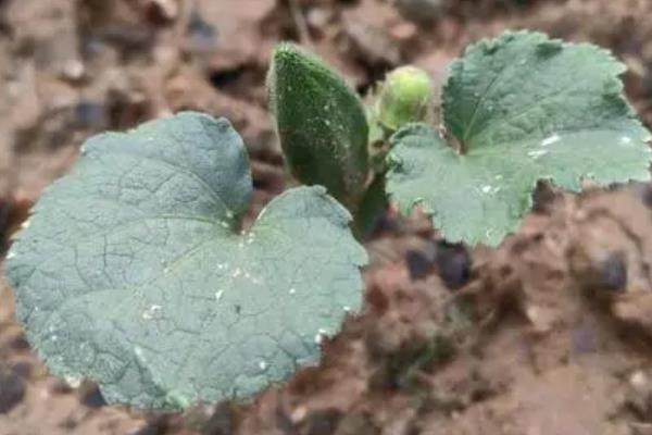西葫芦的种植方法，播种前需浸种