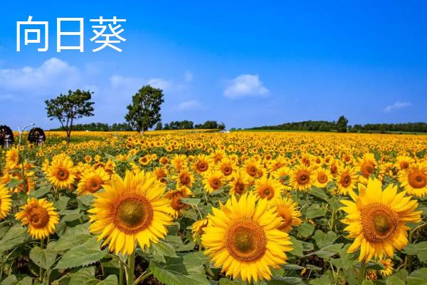 土壤中有什么动物和植物，常见的有土豆、薯类、萝卜等