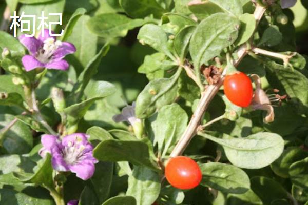 土壤中有什么动物和植物，常见的有土豆、薯类、萝卜等