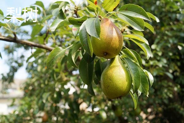 土壤中有什么动物和植物，常见的有土豆、薯类、萝卜等