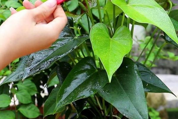 红掌多久浇水一次，幼苗期间每隔2-3天浇一次水