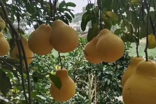 沙田柚简介，果为梨形或葫芦形