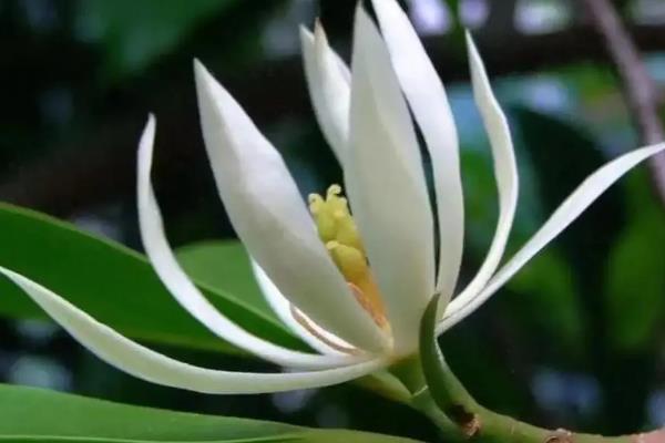 白兰花的养殖方法，生长环境必须有充足的阳光