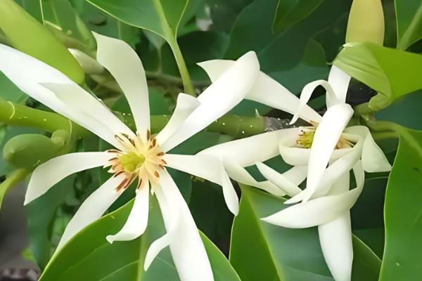 白兰花的养殖方法，生长环境必须有充足的阳光