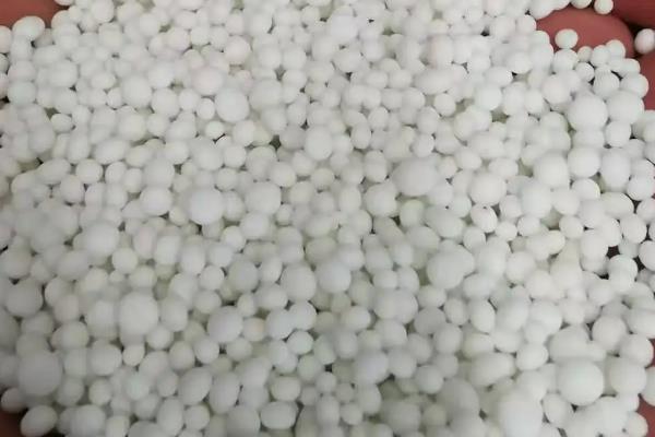 白兰花的养殖方法，生长环境必须有充足的阳光