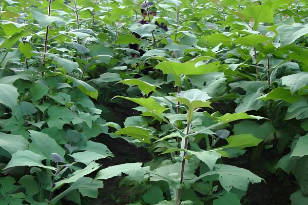 雪莲果的种植方法，适宜在春季的3-4月份时种植