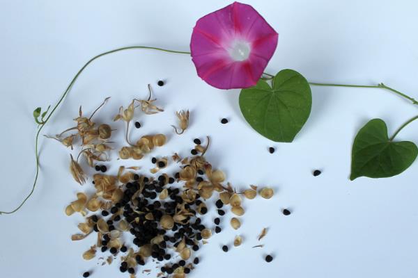 牵牛花种子的价格，价格大约在20-30元左右一斤