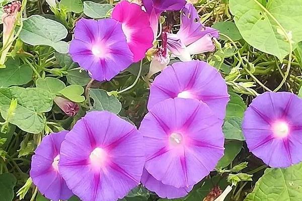 牵牛花种子的价格，价格大约在20-30元左右一斤