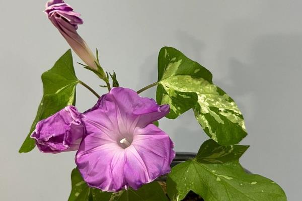 牵牛花种子的价格，价格大约在20-30元左右一斤