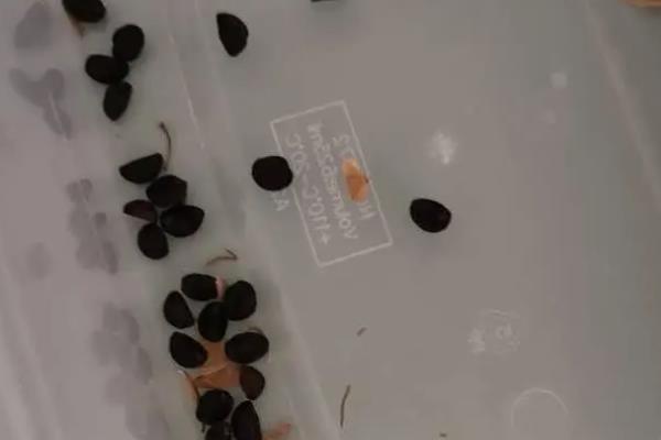 牵牛花种子的价格，价格大约在20-30元左右一斤