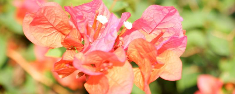 叶子花的养殖方法，春秋季节每隔2-3天浇一次水