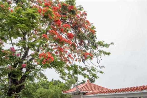 金凤花的病虫害防治方法，常见病虫害有霜霉病、白粉病等