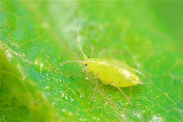 金凤花的病虫害防治方法，常见病虫害有霜霉病、白粉病等