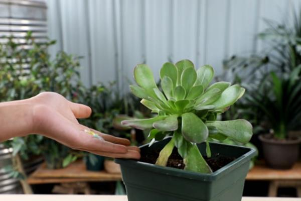 多肉法师的养殖方式，在生长期要确保给它充足的光照