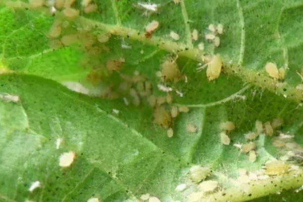 猴面小龙兰病虫害的防治方法，常见虫害有蚜虫、蚧壳虫等