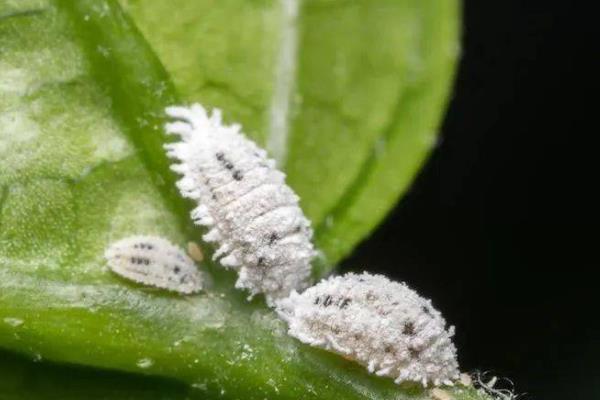 猴面小龙兰病虫害的防治方法，常见虫害有蚜虫、蚧壳虫等