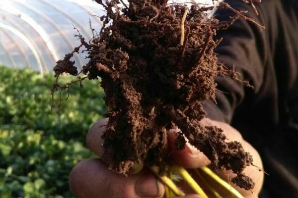 猴面小龙兰病虫害的防治方法，常见虫害有蚜虫、蚧壳虫等