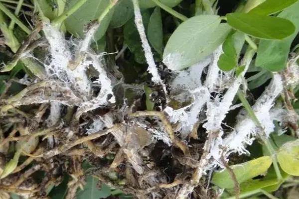 猴面小龙兰病虫害的防治方法，常见虫害有蚜虫、蚧壳虫等