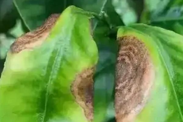 猴面小龙兰病虫害的防治方法，常见虫害有蚜虫、蚧壳虫等