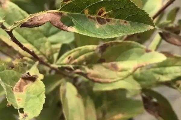 猴面小龙兰病虫害的防治方法，常见虫害有蚜虫、蚧壳虫等