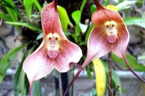 猴面小龙兰病虫害的防治方法，常见虫害有蚜虫、蚧壳虫等