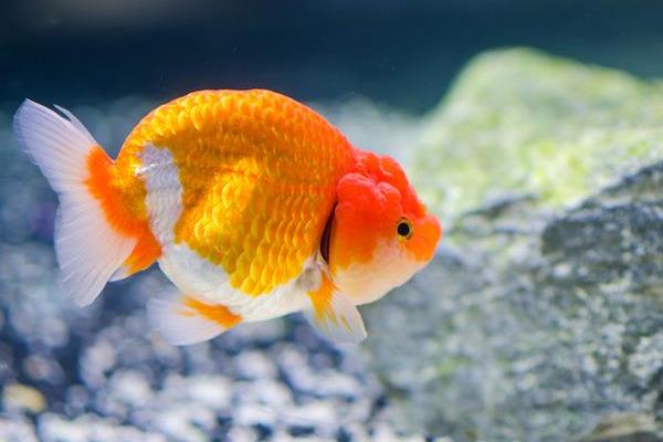 养兰寿水流太急好不好，水流太急是不好的
