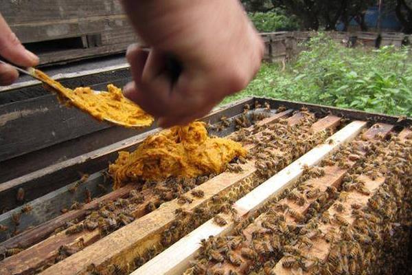 蜂王是靠什么控制蜂群，靠蜂王信息素来控制蜂群