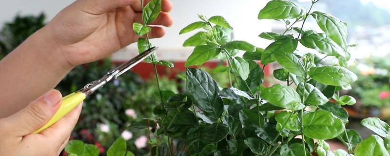 茉莉花开花后的修剪方法，枯枝、病弱枝都要剪除