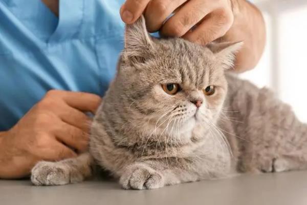 猫拉稀的治疗方法，先找出原因再对症治疗
