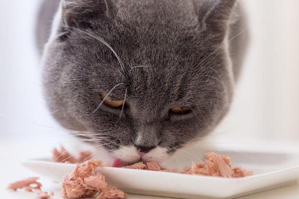 猫拉稀的治疗方法，先找出原因再对症治疗