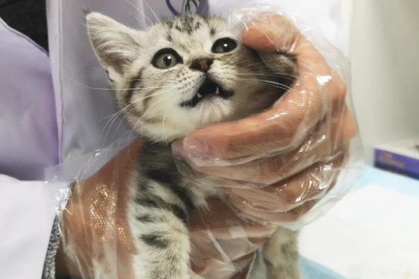 猫拉稀的治疗方法，先找出原因再对症治疗
