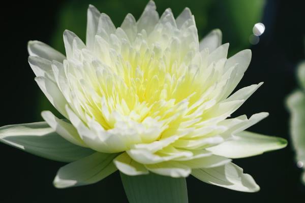 什么是多年生植物，可存活2年以上