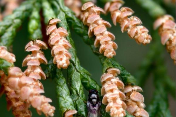 什么是多年生植物，可存活2年以上