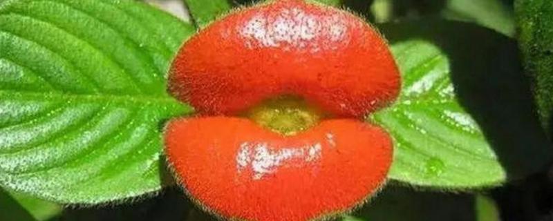 长相奇特的花卉有哪些，有嘴唇花、马兜铃花、恶魔之手等
