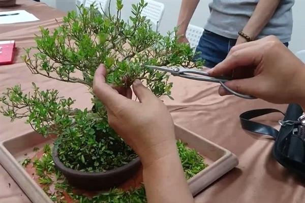 植物受冻后如何处理，可适当减少浇水量