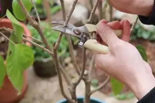 植物受冻后如何处理，可适当减少浇水量