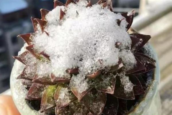 植物受冻后如何处理，可适当减少浇水量