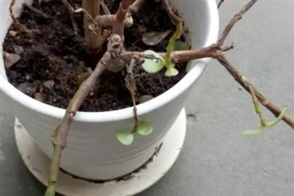植物受冻后如何处理，可适当减少浇水量