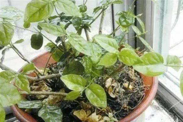 植物受冻后如何处理，可适当减少浇水量