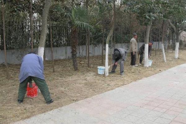 植物受冻后如何处理，可适当减少浇水量
