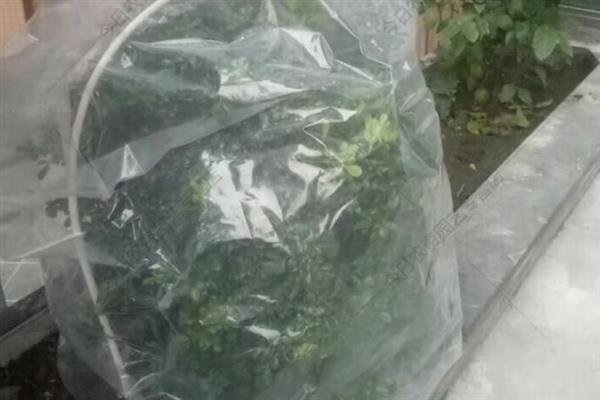 植物受冻后如何处理，可适当减少浇水量
