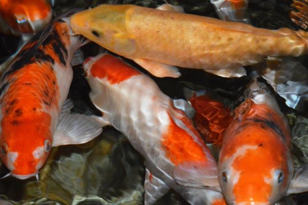 锦鲤吞食清道夫如何处理，可采取换水措施