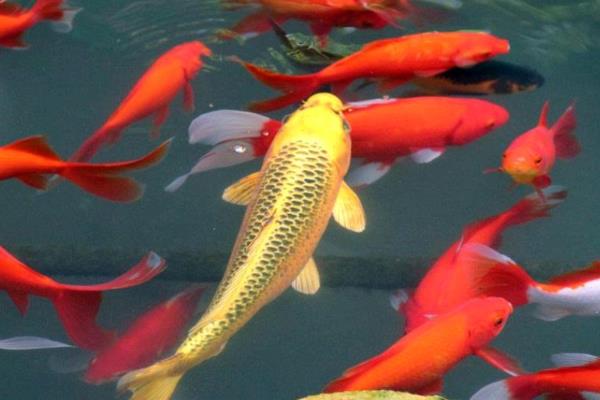 锦鲤吞食清道夫如何处理，可采取换水措施