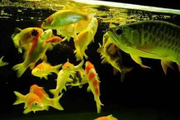 锦鲤吞食清道夫如何处理，可采取换水措施