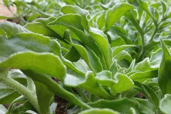 草有哪些种类，常见的有紫羊茅、蒲苇等