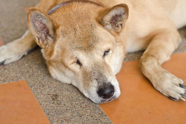 为什么狗狗临死前要躲起来，是其天性所致