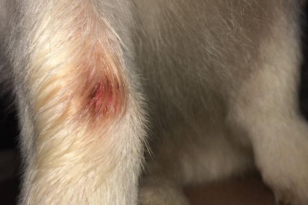 为什么狗狗临死前要躲起来，是其天性所致