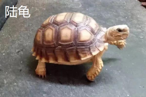 陆龟和水龟有什么区别，科属、外观、食性等方面均不同
