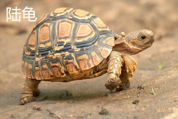 陆龟和水龟有什么区别，科属、外观、食性等方面均不同