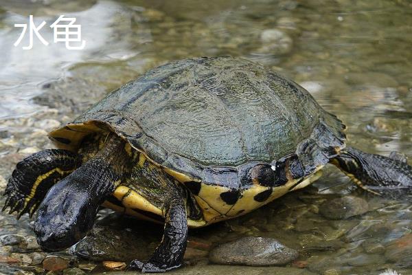 陆龟和水龟有什么区别，科属、外观、食性等方面均不同